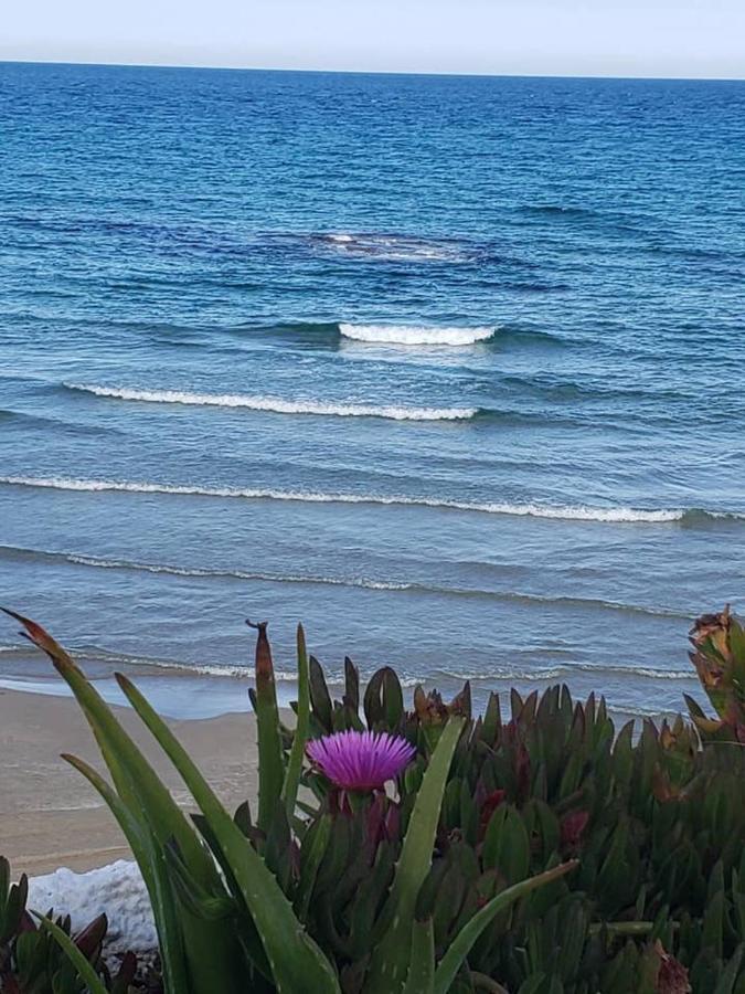 Playa Flamenca Splendid Apartment On The Beach 阿利坎特 外观 照片